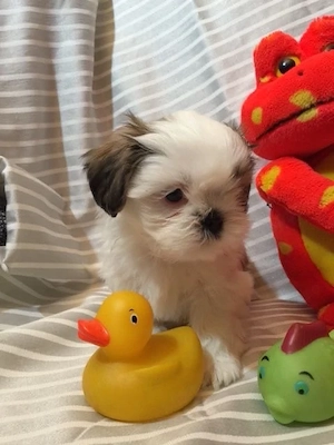 Shih Tzu puiuti 