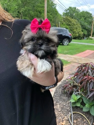Shih Tzu puiuti 
