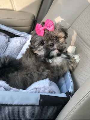 Shih Tzu puiuti  - imagine 2
