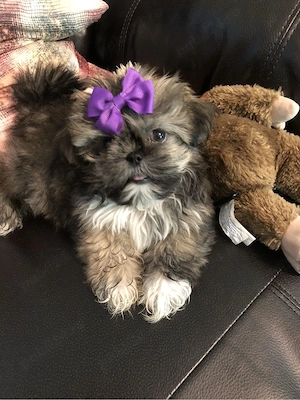 Shih Tzu puiuti  - imagine 3
