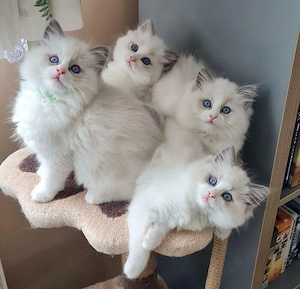 Ragdoll lynx point 