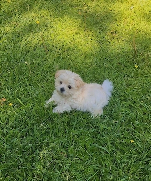 Maltipoo puiuti 