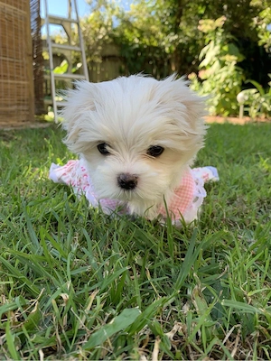 Maltipoo puiuti  - imagine 2