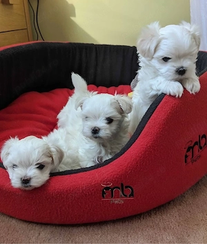 Bichon Maltez
