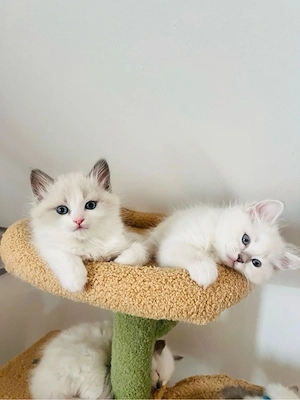 Ragdoll lynx point  - imagine 2