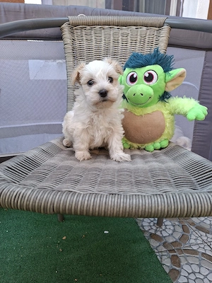 Bichon talie micuță băieței și fetițe - imagine 5