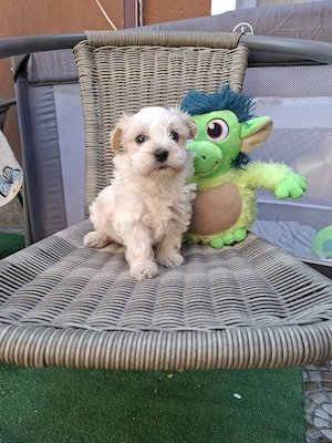 Bichon talie micuță băieței și fetițe - imagine 2
