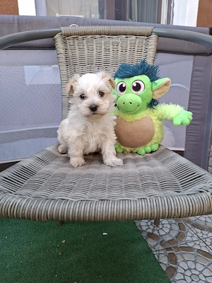 Bichon talie micuță băieței și fetițe - imagine 3