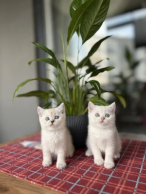 British shorthair  - imagine 1