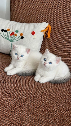 British shorthair puiuți - imagine 5
