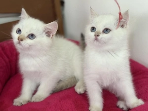 British shorthair puiuți - imagine 2