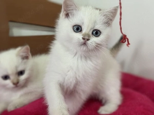 British shorthair puiuți - imagine 3