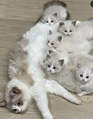 Ragdoll băieței și fetițe - imagine 2