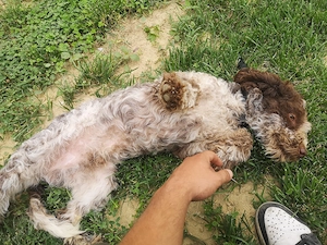 Lagotto Romagnolo 