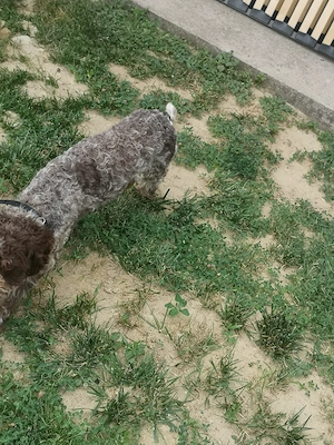 Lagotto Romagnolo  - imagine 3