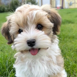 Bichon havanez superbi 