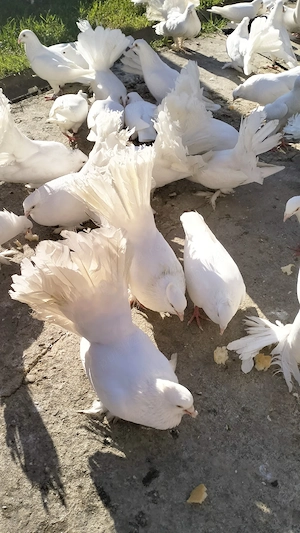 porumbei voiajori albi si voltați indieni albi 