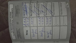 Teckel 1 an femelă sterilizata si vaccinata. Se doneaza .  - imagine 3