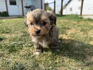Bichon havanez 600 lei - imagine 2