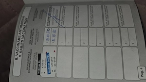 Teckel 1 an femelă sterilizata si vaccinata. Se doneaza .  - imagine 4