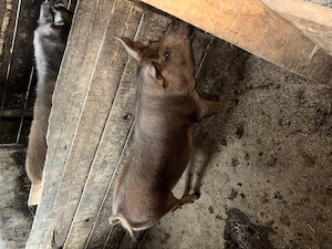 2 porci , unul de 100kg și unul de 200+ 