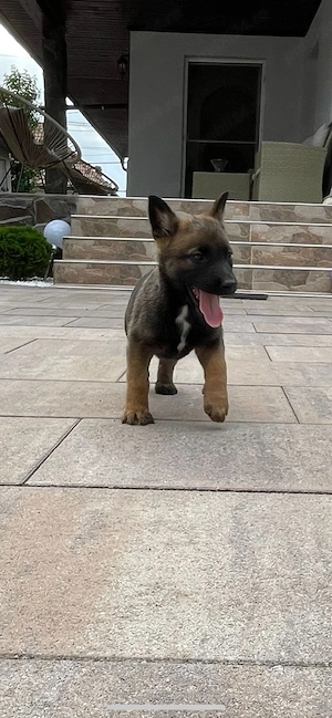 Ciobanesc belgian, malinois