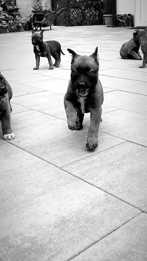 Ciobanesc belgian, malinois - imagine 4