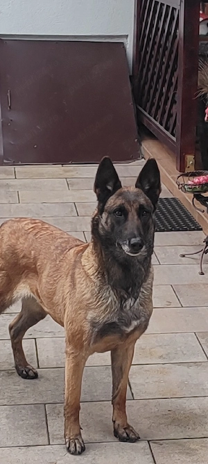 Ciobanesc belgian, malinois - imagine 3