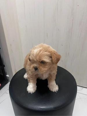 Fetita Shih Tzu - imagine 3