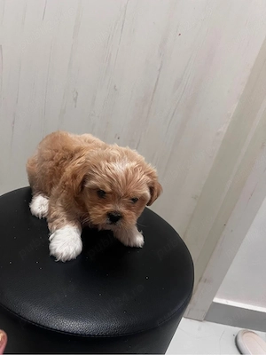 Fetita Shih Tzu - imagine 2