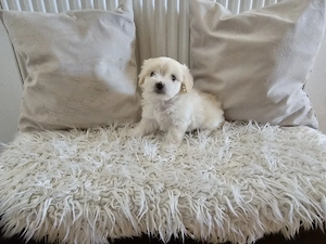 vand bichon cu carnet și 2 deparazitari. 
