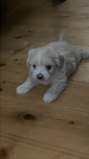 vand bichon cu carnet și 2 deparazitari.  - imagine 4