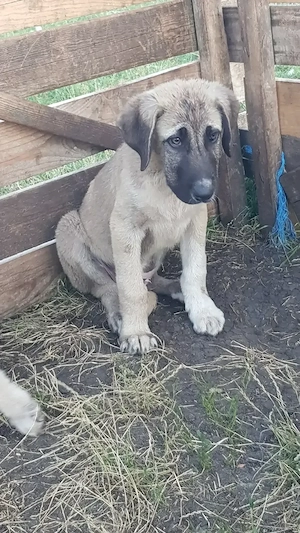 Vand catel de kangal de trei luni  mascul - imagine 2