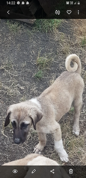 Vand catel de kangal de trei luni  mascul