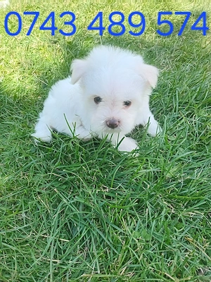 femela bichon maltez 