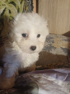 bichon maltez - imagine 5