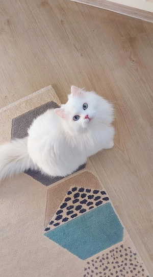 Angora Turceasca  pui albi - imagine 5