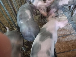 Purcei de vânzare de 8 săptămâni  - imagine 2
