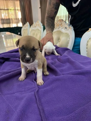 Pui Amstaff în căutare de familii iubitoare , mai sunt 7 băieței și 5 fetițe  - imagine 3