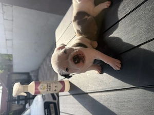 Pui Amstaff în căutare de familii iubitoare , mai sunt 7 băieței și 5 fetițe  - imagine 5