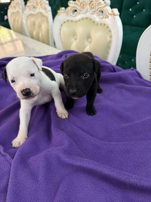 Pui Amstaff în căutare de familii iubitoare , mai sunt 7 băieței și 5 fetițe  - imagine 2