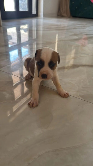 Pui Amstaff în căutare de familii iubitoare , mai sunt 7 băieței și 5 fetițe  - imagine 4