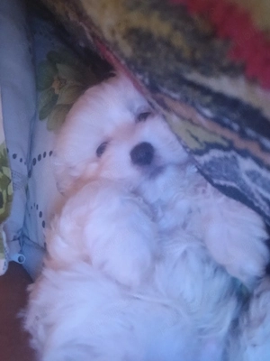 bichon maltez - imagine 4