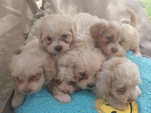 Catei Bichon Maltez  - imagine 3
