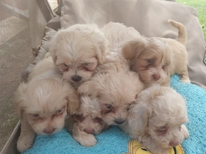 Catei Bichon Maltez  - imagine 5