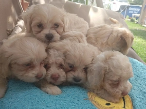 Catei Bichon Maltez 