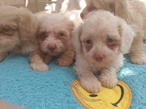 Catei Bichon Maltez  - imagine 4