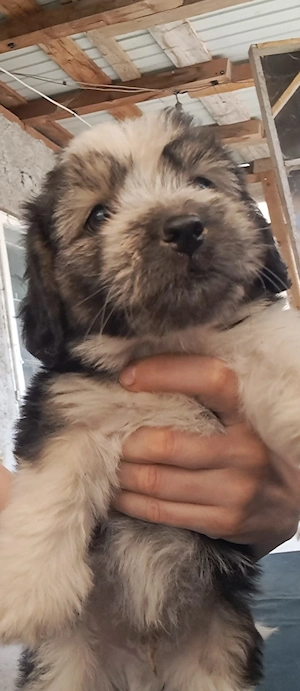 Ofer spre adopție căței bichon metis  