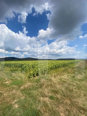 De vânzare teren arabil – 4,58 ha, Moacșa, Covasna - imagine 3
