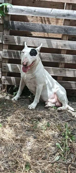 Bull Terrier Mascul - imagine 2